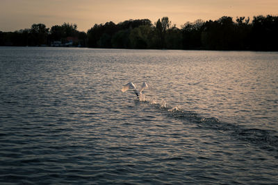 View of bird in lake