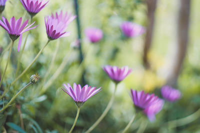 Close-up of purple flowering plants