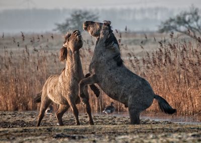 Horses playing in field