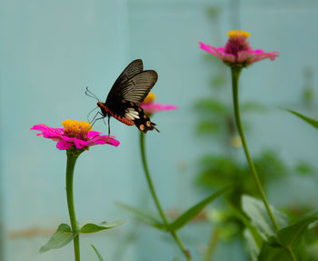 Close-up of butterfly pollinating on pink flower