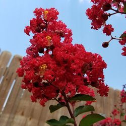 Low angle view of red flowers blooming on tree against sky