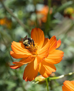 Close-up of bee on orange flower