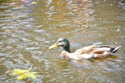 High angle view of duck in lake