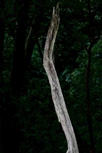 Close-up of tree trunk in forest