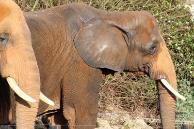 Close-up of elephant