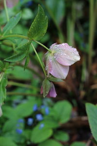 Close-up of water drops on flower