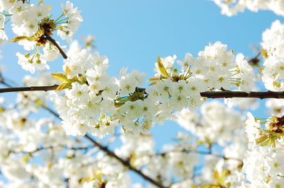 Low angle view of white flowers growing on branch against clear sky