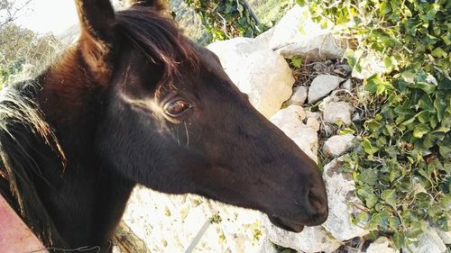 Horse in a field