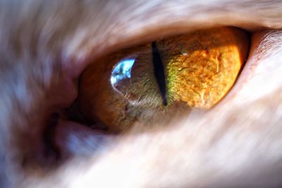 Extreme close-up of human eye