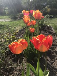 Close-up of red flowers on field