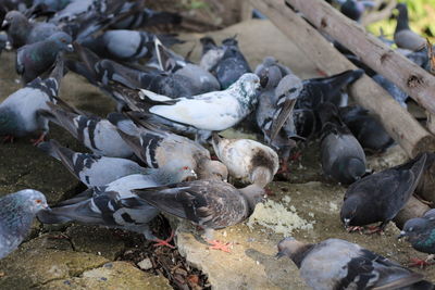 High angle view of pigeons feeding