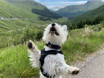 West highland white terrier dancing in scotland 