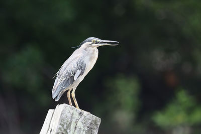 Close-up of gray heron perching