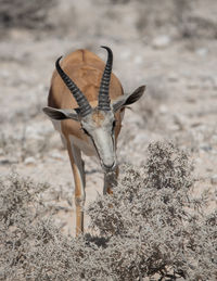 Kalahari springbok in the etosha national park namibia south africa