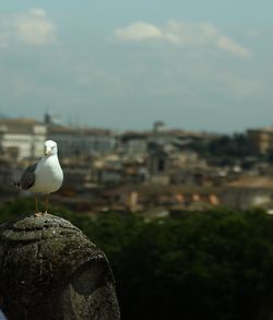 Seagull perching on shore against sky