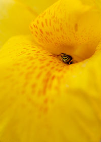 Extreme close-up of yellow flower