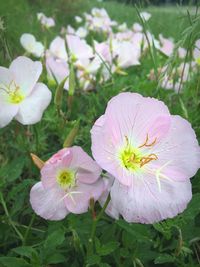 Close-up of fresh pink flower blooming in field
