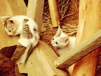 Portrait of cat sitting on kittens