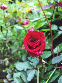 Close-up of red rose blooming outdoors