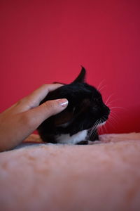 Close-up of hand feeding cat