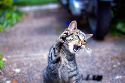 Close-up of angry tabby cat outdoors