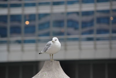 Seagull perching outdoors