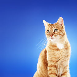 Close-up of cat against blue background 