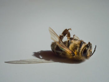 Close-up of bee over white background