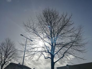 Low angle view of bare tree against sky