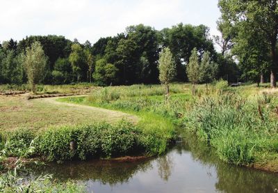 Scenic view of lake against trees