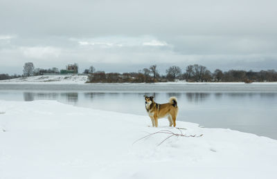 Dog on snow covered landscape