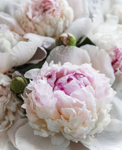 Fresh light pink peony flowers as a natural background