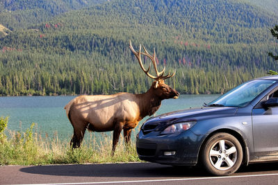 A elk bull along the highway as tourist vehicles stop dangerously close to it.