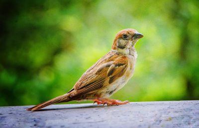 Close-up of bird perching