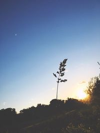 Low angle view of silhouette trees on field against sky at sunset
