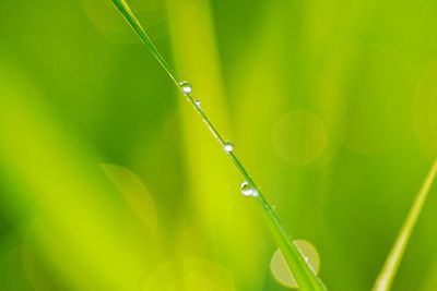 Close-up of water drops on grass