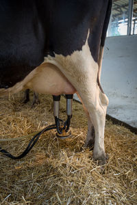 Milking machine attached to cow