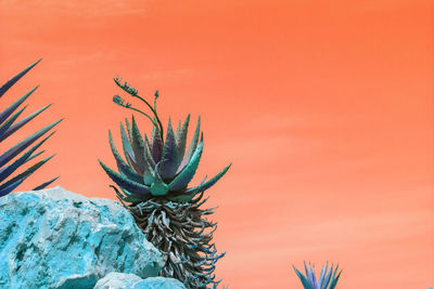 Close-up of cactus plant against orange wall