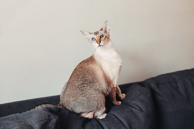 Portrait of cat sitting on sofa at home