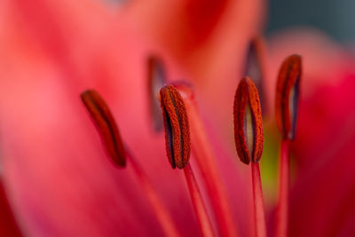 Close-up of red flower