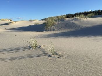 Grass on beach against sky