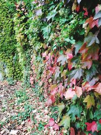 Close-up of autumn leaves on tree