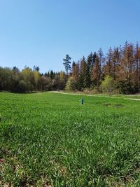 Scenic view of field against clear sky