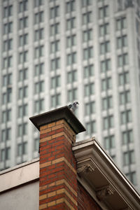 Low angle view of bird on building against sky