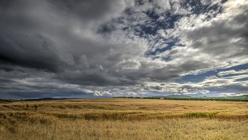 Scenic view of meadow landscape against cloudy sky