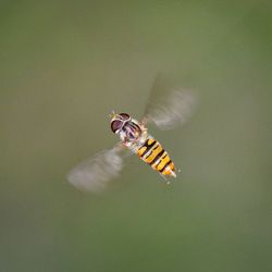 Close-up of bee