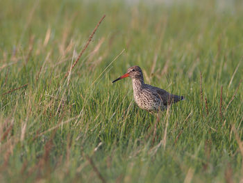 Bird on field