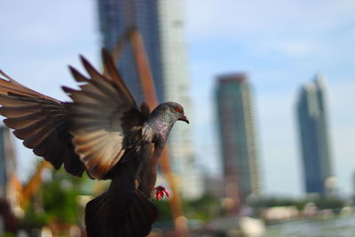 Close-up of pigeon flying