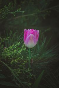 Close-up of pink flower