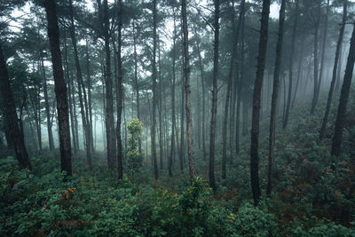 Trees in forest